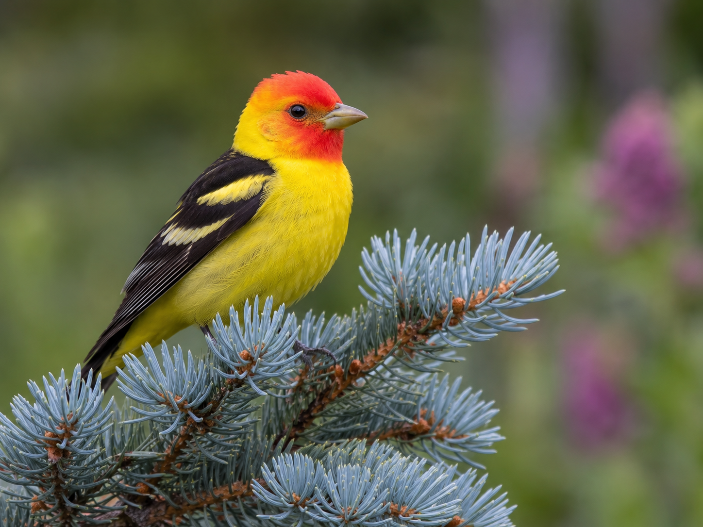 Western Tanager on Blue Spruce